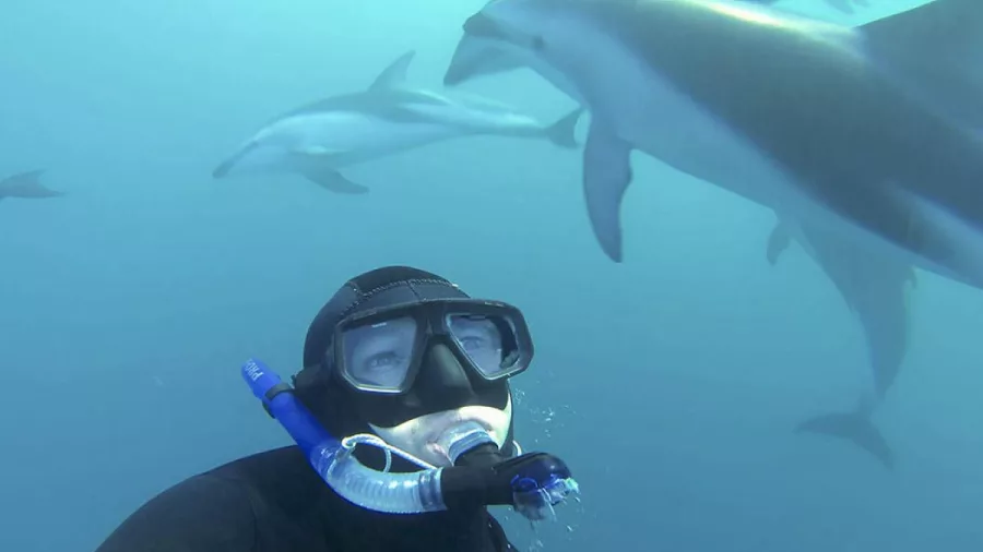 Snorkeller looking at Dusky dolphins underwater on a guided swim experience in Kaikōura.