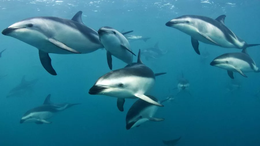 A large pod of Dusky dolphins swimming underwater in the clear waters near Kaikōura.
