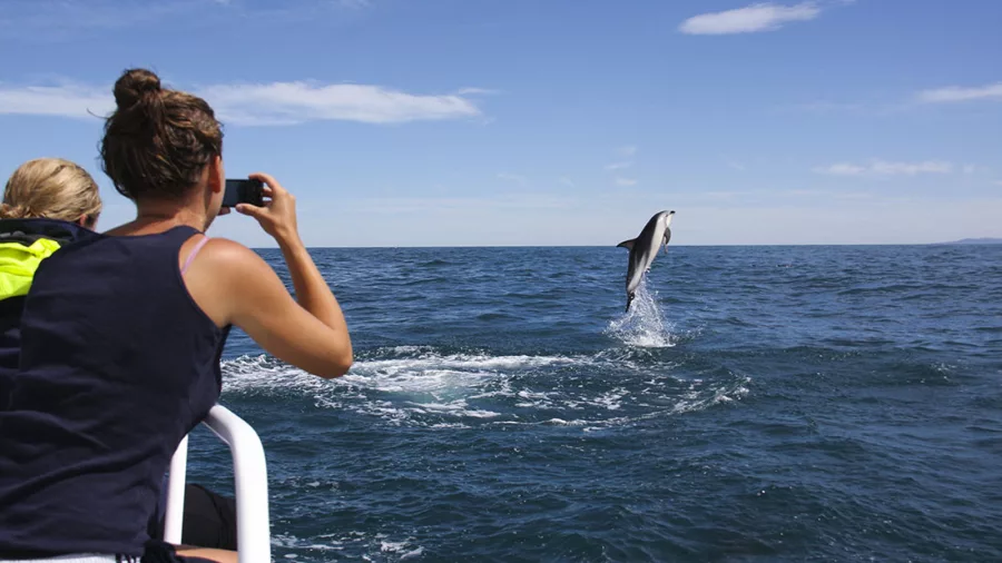 Tourists photograph a jumping dolphin during a Kaikōura dolphin-watching boat trip.