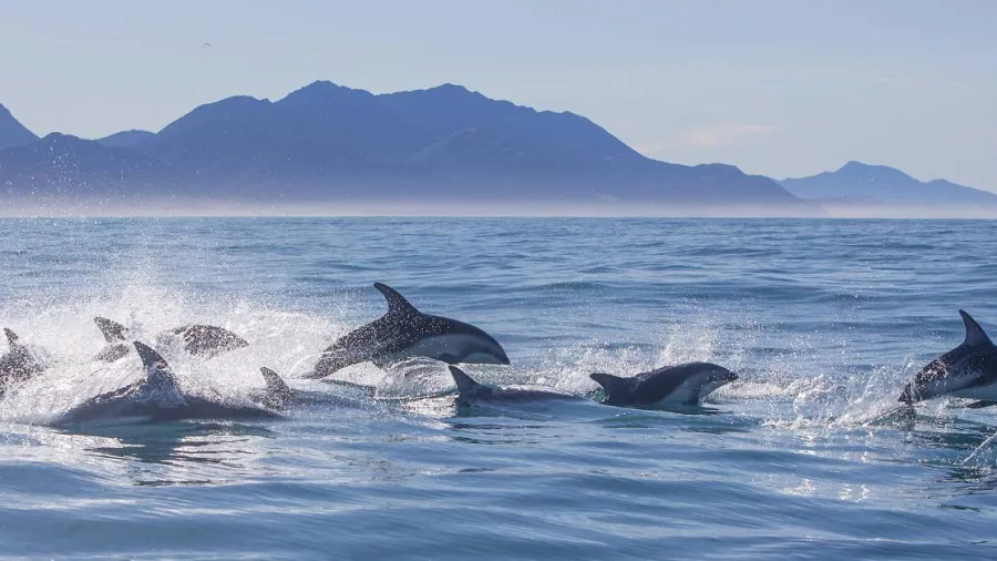 Dusky dolphins leaping through the water near Kaikōura with mountain ranges in the background.
