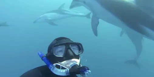 Snorkeller looking at Dusky dolphins underwater on a guided swim experience in Kaikōura.