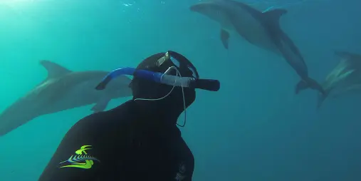 Snorkeller swimming alongside Dusky dolphins in the open ocean near Kaikōura, New Zealand.