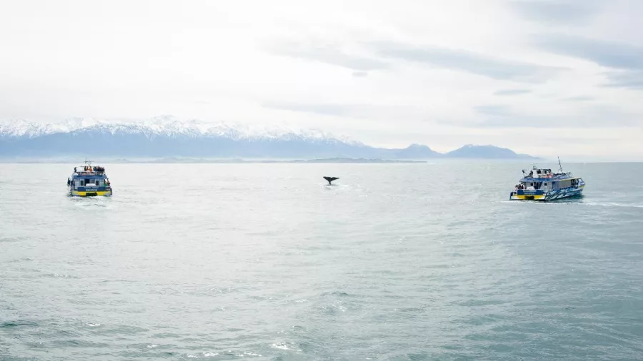 Sperm whale tail between two Whale Watch Kaikōura vessels with Seaward Ranges in the background
