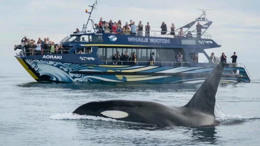 Orca surfaces in front of Whale Watch Kaikōura’s ‘Aoraki’ vessel