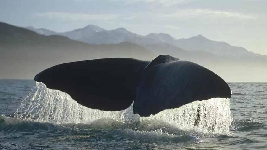 Sperm whale tail lifting from the ocean near Kaikōura with the snow-capped Seaward Ranges in the background flip nicklin
