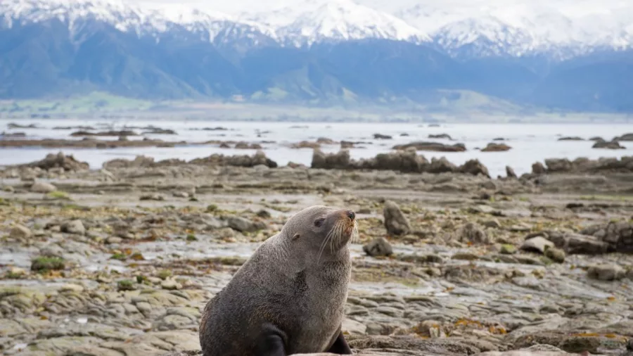 New Zealand fur seal resting on Kaikōura’s rocky shore with the Seaward Ranges behind