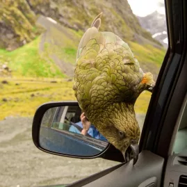 A curious kea parrot perched on a car mirror in the Southern Alps of New Zealand