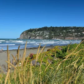 Grassy dunes framing a view of Sumner Beach and the rocky headland on a bright sunny day.