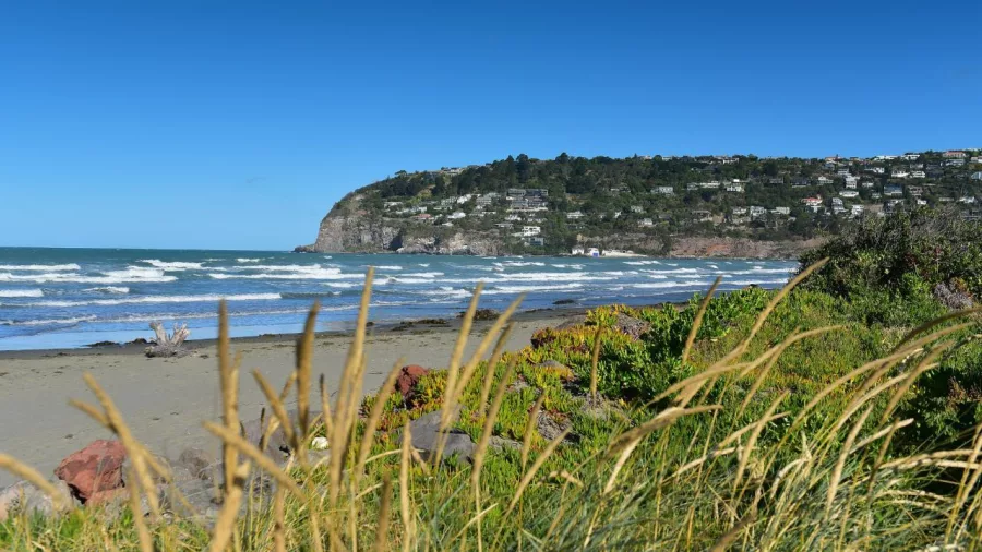 Grassy dunes framing a view of Sumner Beach and the rocky headland on a bright sunny day.