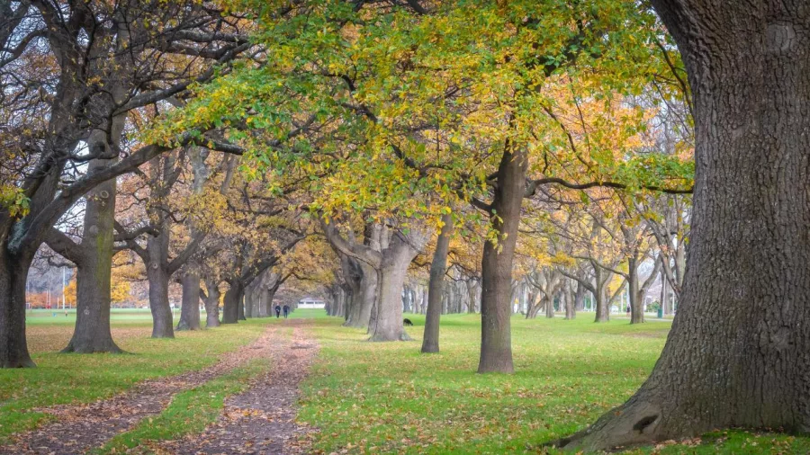 A dirt path lined with mature oak trees showing golden autumn leaves in Hagley Park, Christchurch.