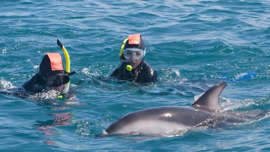 Two snorkelers swimming with a Dusky Dolphin in Kaikoura