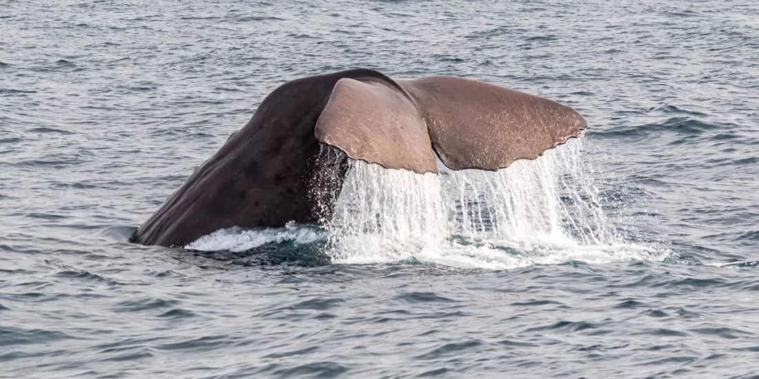 Close-up of a sperm whale tail dripping with water as it dives off the coast of Kaikōura