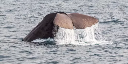 Close-up of a sperm whale tail dripping with water as it dives off the coast of Kaikōura