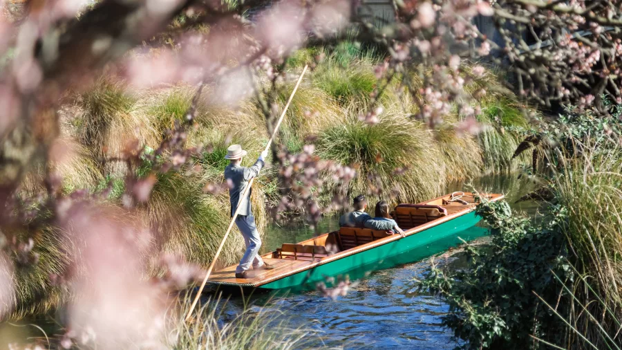Punting boat gliding through blossom-framed scenery on the Avon River