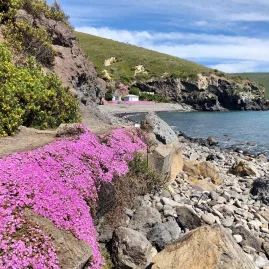Disphyma australe ice plants growing near the shore at Boulder Bay, Banks Peninsula