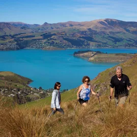 Group of hikers climbing through tussock grass with Lyttelton Harbour in the background