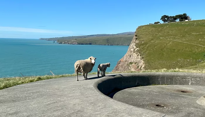 Sheep standing on a WWII gun emplacement overlooking the Pacific Ocean at Godley Head
