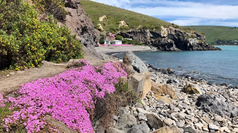 Disphyma australe ice plants growing near the shore at Boulder Bay, Banks Peninsula
