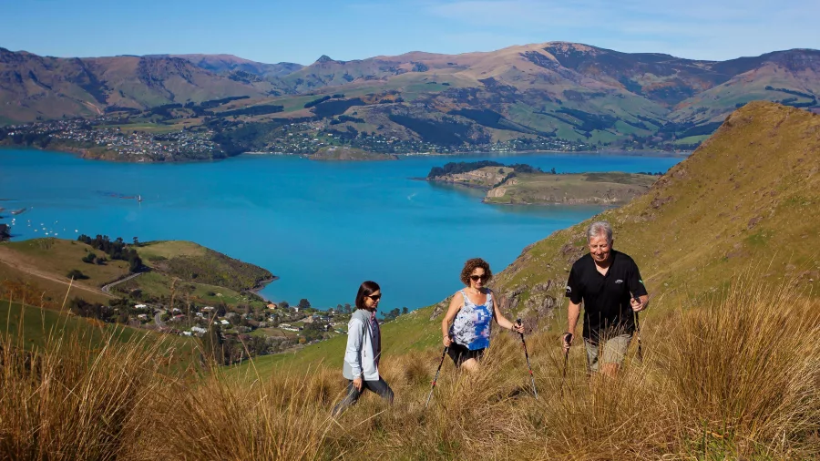 Group of hikers climbing through tussock grass with Lyttelton Harbour in the background