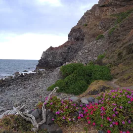 Colourful flowering plants beside a rocky coastal track at Boulder Bay