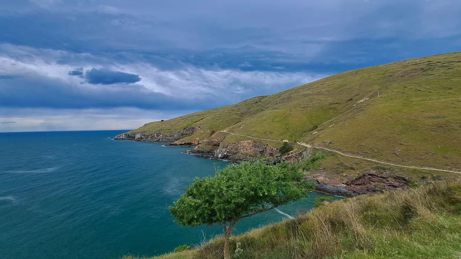 Small lone tree on a grassy slope above the coastline with the trail in the background