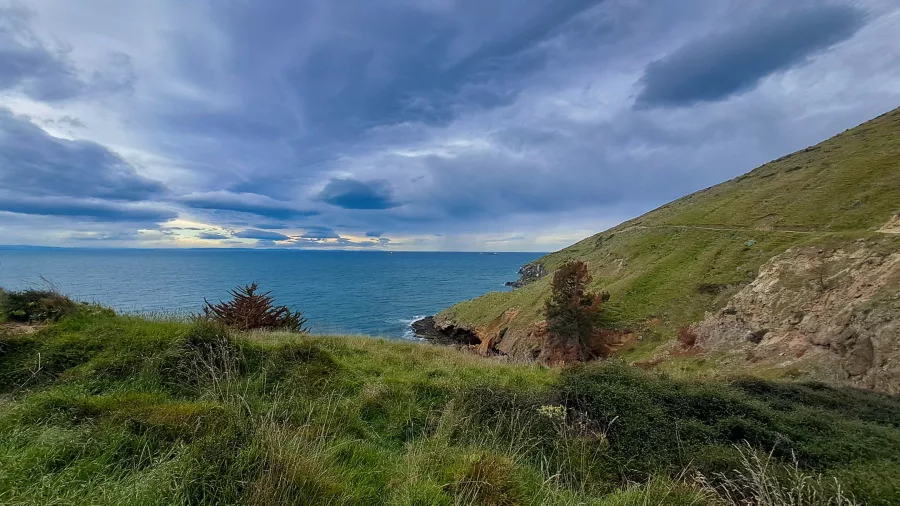 Windswept headland with lone tree and rolling hills overlooking the Pacific Ocean