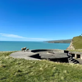 Historic WWII gun battery at Taylor Battery with sheep grazing on the grass and ocean cliffs in the distance