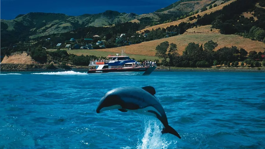 Rare Hector’s dolphin jumping out of the water during an Akaroa nature cruise