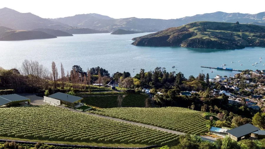 Vineyards at Caldera Estate with stunning views over Akaroa Harbour