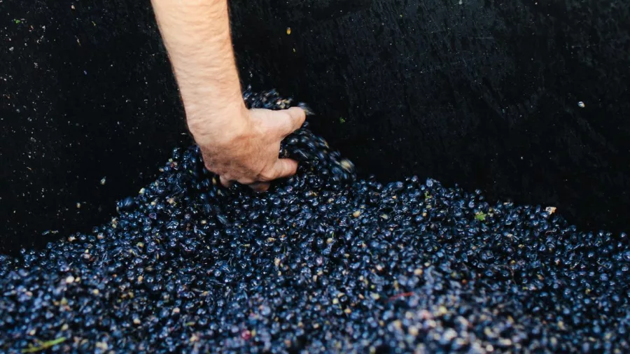 Hand scooping dark grapes during organic wine production at Greystone Winery