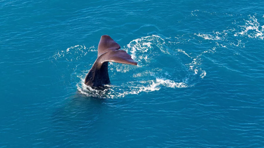 Whale tail diving into ocean off Kaikōura coast, viewed from helicopter