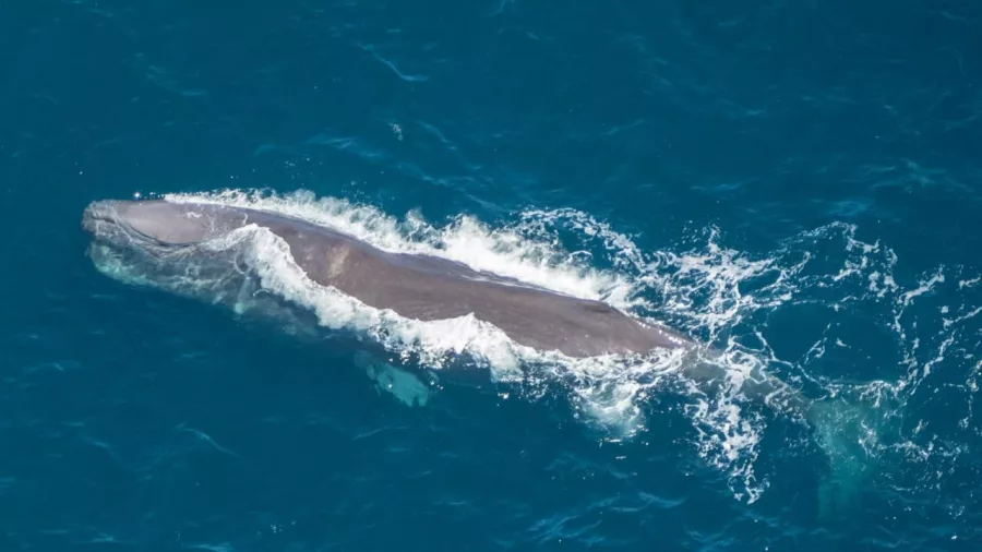 Sperm whale swimming near Kaikōura viewed from helicopter