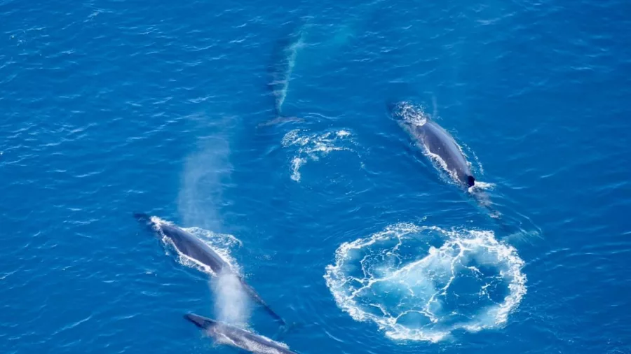 Pod of whales spotted from helicopter near Kaikōura coastline