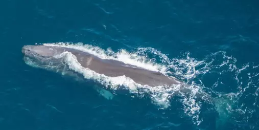 Sperm whale swimming near Kaikōura viewed from helicopter
