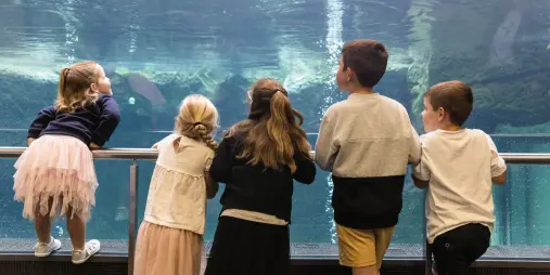 Children watching penguins at International Antarctic Centre Christchurch