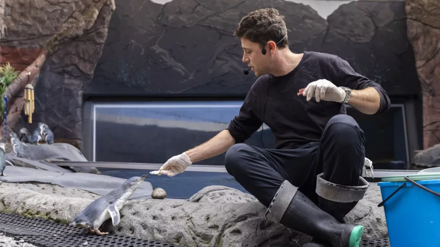 Keeper feeding a penguin during a public session at the International Antarctic Centre