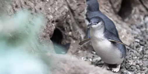 Kororā (Little blue penguin) standing outside its burrow in the rocky habitat at the Antarctic Centre