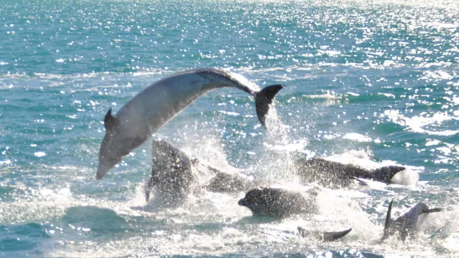Hector’s dolphin leaping high above the water surrounded by a playful pod in Akaroa Harbour