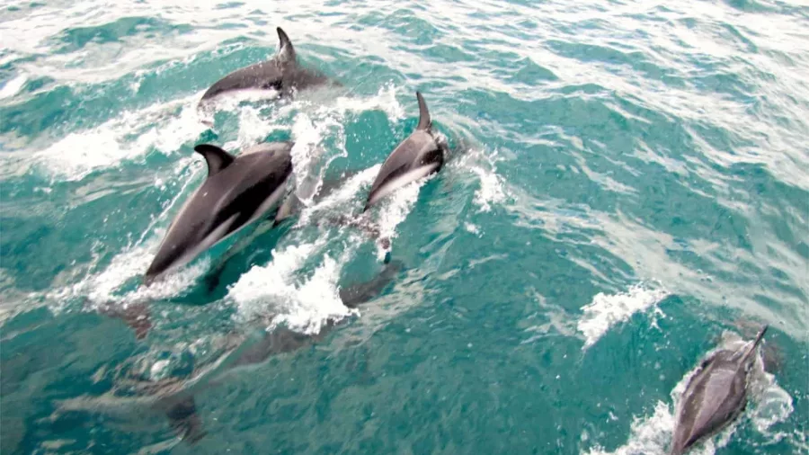 A pod of Hector’s dolphins gliding through turquoise waters during a cruise in Akaroa
