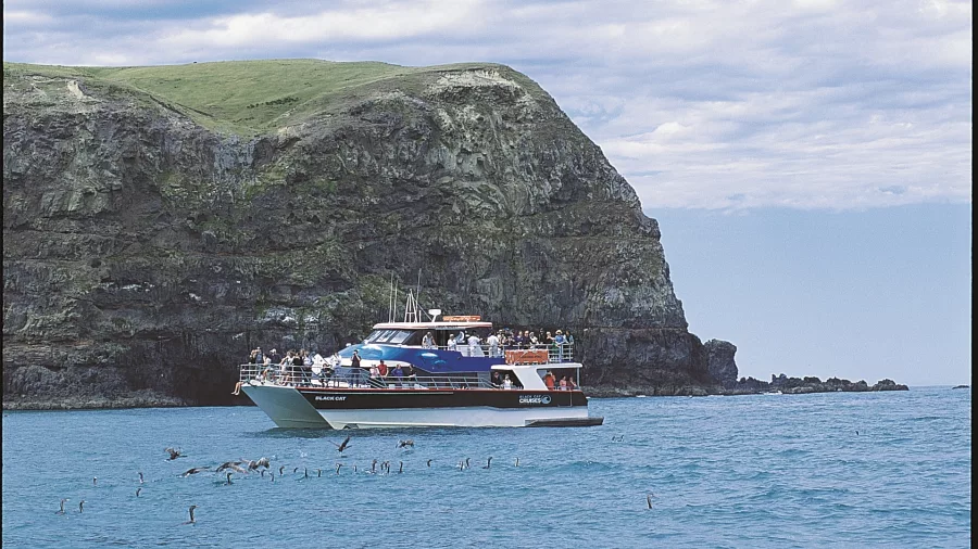 Cruise boat near dramatic sea cliffs with seabirds flying overhead in Akaroa