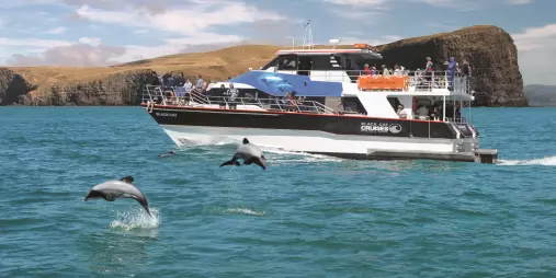 Cruise boat with passengers watching two Hector’s dolphins leaping in front of scenic cliffs in Akaroa
