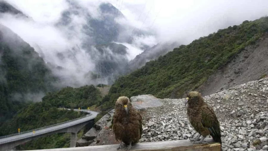 Two kea parrots perched on a wooden railing above the misty Otira Viaduct in Arthur’s Pass