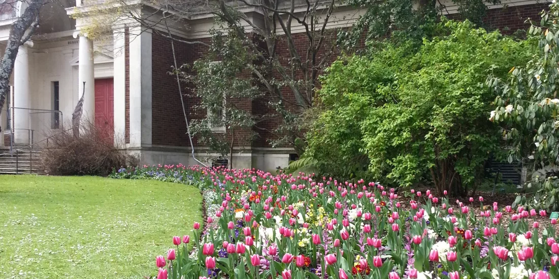 Tulip beds in front of the historic Robert McDougall Art Gallery in Christchurch Botanic Gardens.