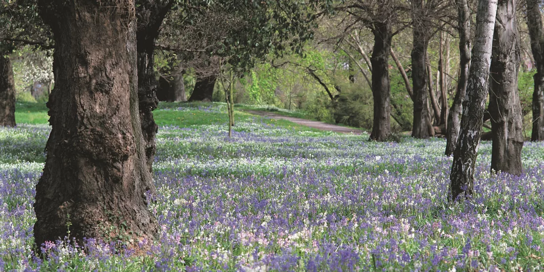 A carpet of bluebells blooming beneath tall trees in Hagley Park, Christchurch, New Zealand.