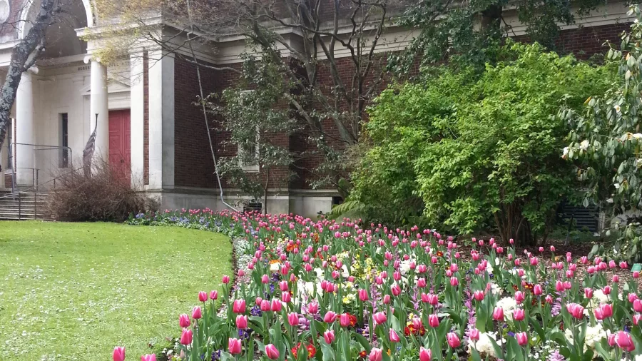 Tulip beds in front of the historic Robert McDougall Art Gallery in Christchurch Botanic Gardens.