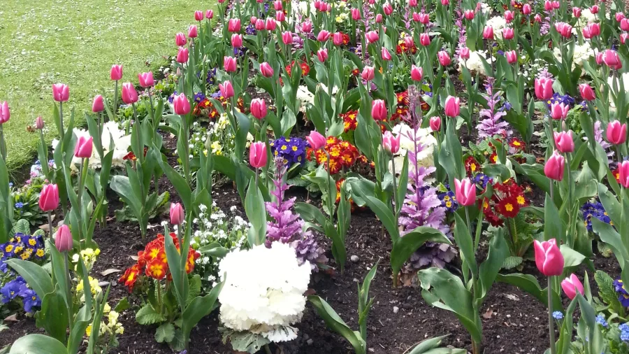 Colourful tulip flower beds blooming in spring at Christchurch Botanic Gardens.