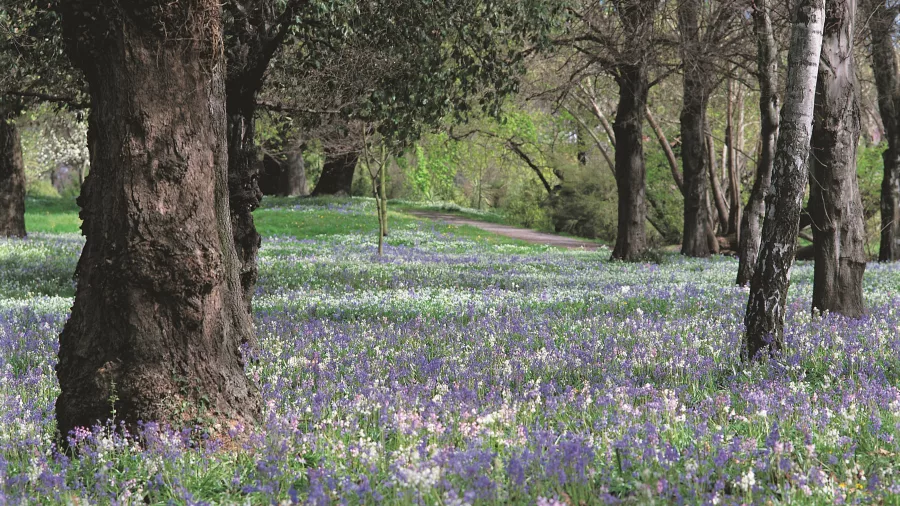 A carpet of bluebells blooming beneath tall trees in Hagley Park, Christchurch, New Zealand.