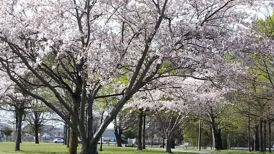 Cherry blossoms in full bloom during springtime at Hagley Park in Christchurch.