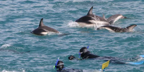 Two snorkellers swimming close to a pod of Dusky dolphins off the Kaikōura coastline.