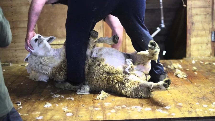 Sheep being sheared by a farmer inside a traditional wooden shearing shed